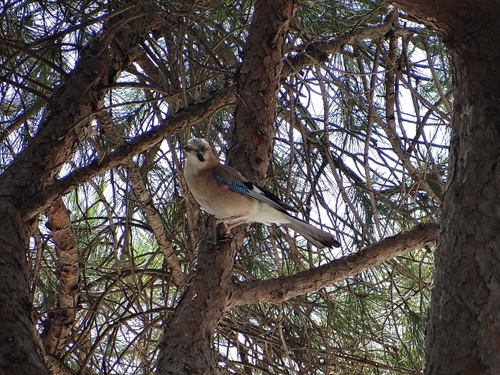 Immagine con rami, uccello, alberi, coda, albero, volatile, aghi, piume, pino, bosco