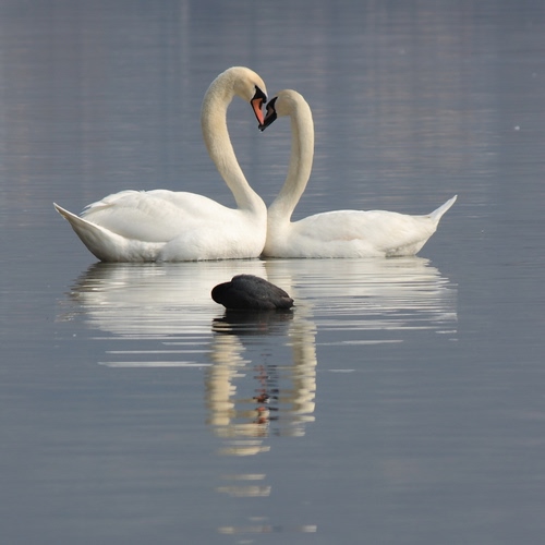 Immagine con cigni, acqua, due, lago, cuore, bianco, uccelli, riflesso, coppia, bianchi, riflessi