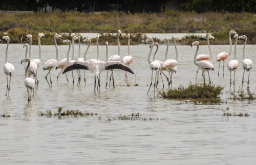 Immagine con acqua, fenicotteri, uccelli, ali, stagno, zampe, animali, lago, rosa