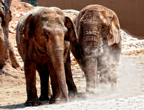 Immagine con elefanti, polvere, due, zampe, proboscide, occhi, orecchie, animali, proboscidi, pietre, mammiferi, sabbia, pachidermi