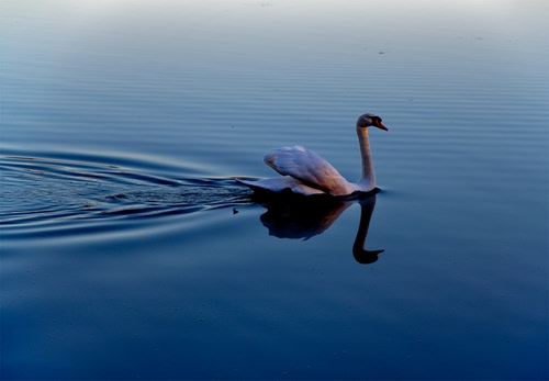 Immagine con cigno, acqua, riflesso, azzurro, scia, onde, collo, uccello, lago, blu, animali, bianco
