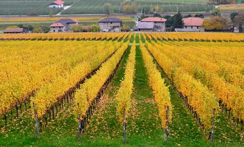 Immagine con filari, giallo, autunno, case, viti, vigneto, verde, vigne, prospettiva, vite
