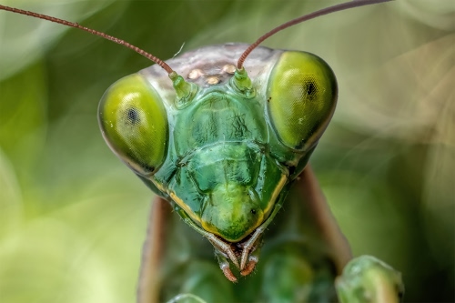 Immagine con verde, occhi, insetto, antenne, macro, mantide, animale, sfocato, testa, bocca, cavalletta, macrofotografia, religiosa, sfondo