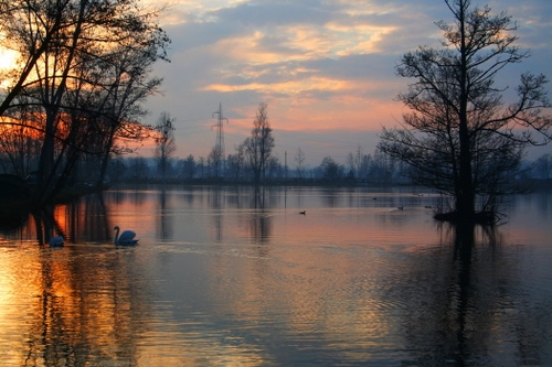Immagine con nuvole, alberi, fiume, acqua, lago, cielo, tramonto, cigni, riflessi, riflesso, rami, uccelli