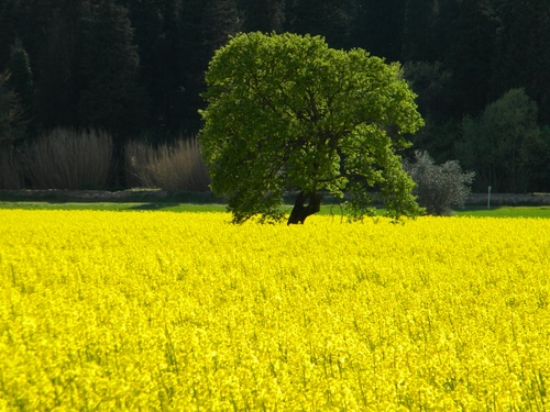 Immagine con giallo, verde, albero, campo, fiori, colori, colza