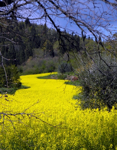 Immagine con giallo, rami, alberi, cielo, fiori, campo, verde, colza, campagna, natura