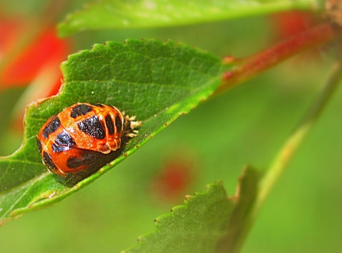 Immagine con verde, insetto, foglia, foglie, rosso, macro, arancione, nero, sfocato, arancio