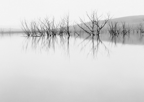 Immagine con alberi, acqua, riflesso, bianconero, lago, rami, riflessi, specchio, minimalismo, bianco