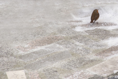 Immagine con uccello, minimalismo, becco, strada, pettirosso, zampe, solo, neve, pavimento, uno, uccelli, uccellino
