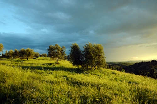 Immagine con alberi, verde, nuvole, prato, paesaggio, collina, cielo, erba