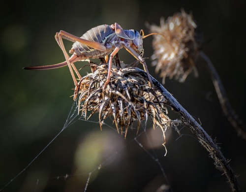 Immagine con insetto, zampe, macro, ragnatela, fiore, antenne, natura, animale, pianta