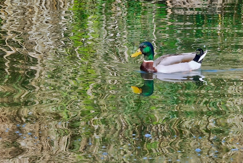 Immagine con acqua, anatra, riflesso, riflessi, germano, becco, uccello, colori, reale, nuotare