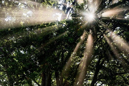 Immagine con alberi, sole, raggi, rami, controluce, verde, luce, riflessi, bosco