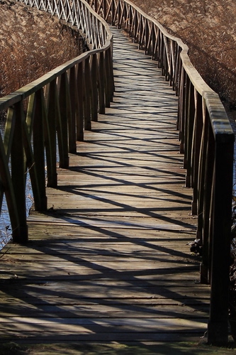 Immagine con legno, ponte, ombre, staccionata, passerella, ombra, acqua, staccionate, erba, ringhiere, pontile, piante
