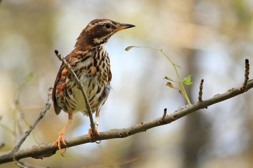 Immagine con becco, ramo, uccello, piume, zampe, animale, sfocato, foglie, occhio, marrone, passero