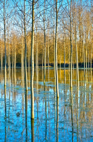 Immagine con acqua, alberi, pioppi, riflesso, rami, riflessi, fiume, giallo, azzurro, tronchi