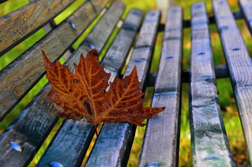 Immagine con foglia, panchina, legno, autunno, rosso, marrone, verde, nervature