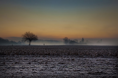 Immagine con nebbia, campagna, albero, alba, campo, paesaggio, brina