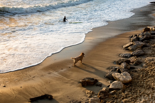 Immagine con mare, cane, spiaggia, onde, sassi, sabbia, onda, schiuma