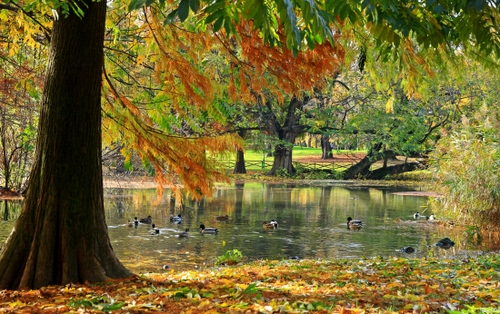 Immagine con foglie, autunno, lago, alberi, anatre, acqua, laghetto, papere, piante