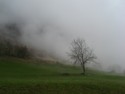 Immagine con nebbia, albero, prato, verde, nuvole, montagna, alberi