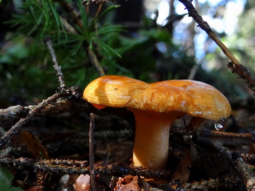 Immagine con fungo, rami, bosco, verde, sottobosco, cappella, giallo, gambo, macro, goccia, foglie, arancione, cibo