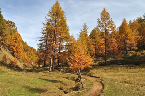 Immagine con alberi, sentiero, cielo, autunno, verde, prato, rami, bosco, giallo, montagna, erba, foglie, nuvole, paesaggio, natura, larici
