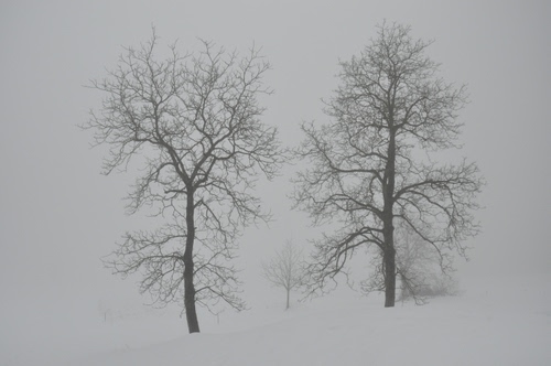 Immagine con alberi, neve, rami, due, inverno, nebbia, bianco