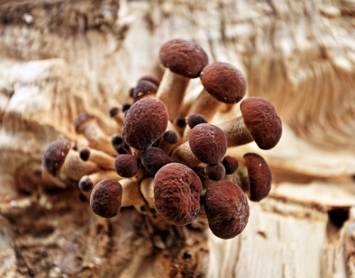 Immagine con marrone, funghi, cappelle, gambi, legno, natura, tronco, cespo, chiodini, tanti, fungo, gruppo, cappelli