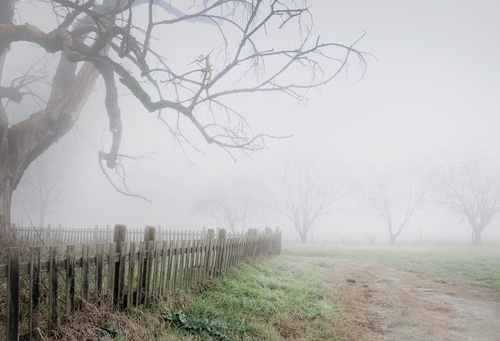Immagine con nebbia, rami, alberi, staccionata, albero, erba, campo