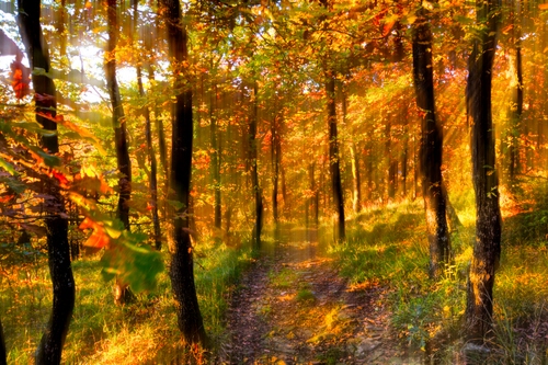 Immagine con alberi, autunno, bosco, foglie, raggi, sole, giallo, controluce