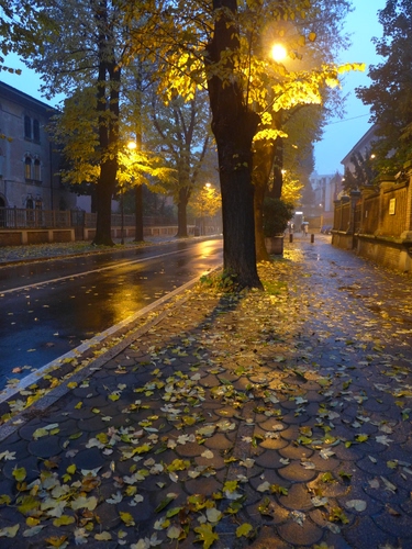 Immagine con foglie, autunno, alberi, viale, luci, lampioni, strada, pioggia