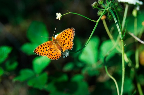 Immagine con farfalla, insetto, verde, ali, arancione, macro, fiore, foglie, fiori