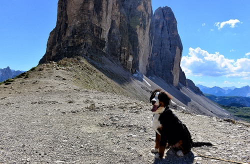 Immagine con cane, montagna, nuvole, roccia, cielo, sassi, lingua, dolomiti, animali