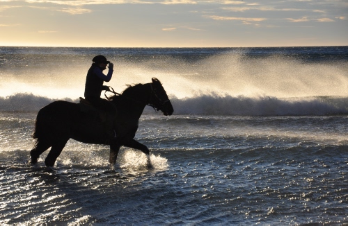 Immagine con mare, cavallo, onde, acqua, controluce, vento, cielo