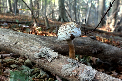 Immagine con foglie, fungo, bosco, tronchi, tronco, alberi, rami, funghi, legno, autunno