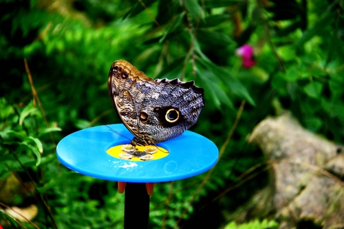 Immagine con farfalla, ali, verde, azzurro, foglie, piante, giallo, insetto, antenne, animale, tavolino, sfocato, celeste, occhio, occhi