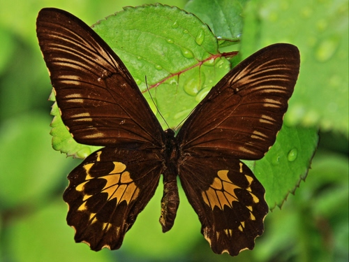 Immagine con farfalla, ali, gocce, foglie, verde, insetto, foglia, giallo