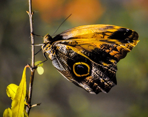 Immagine con farfalla, ali, giallo, foglie, ramo, nero, zampe, antenne, stelo