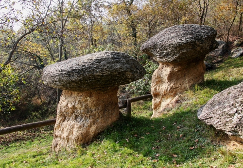 Immagine con alberi, pietre, funghi, erba, rocce, verde, bosco, sassi, prato, pietra, due