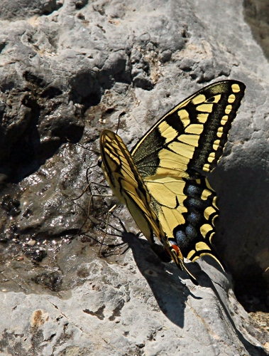 Immagine con farfalla, ali, giallo, acqua, roccia, insetto, nero, macro