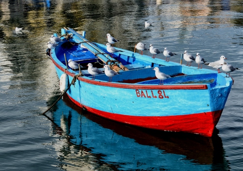 Immagine con barca, gabbiani, uccelli, acqua, rosso, mare, azzurro, riflesso, celeste, riflessi