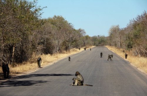 Immagine con strada, alberi, scimmie, cielo, animali, prospettiva