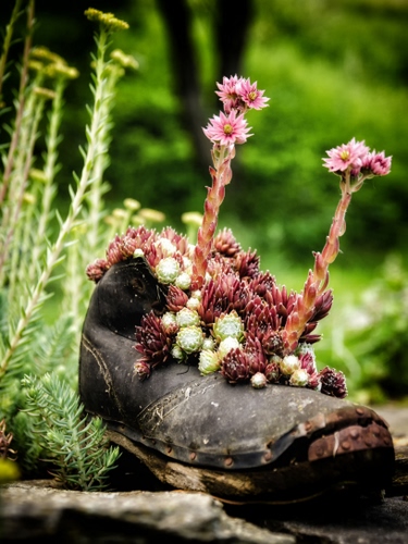 Immagine con fiori, scarpone, verde, piante, scarpa, rosa, grasse, vecchio, pianta