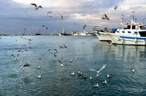 Immagine con mare, faro, gabbiani, barche, uccelli, acqua, porto, volare, cielo, pescherecci