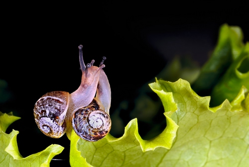 Immagine con chiocciole, lumache, verde, foglia, lattuga, due, amore, guscio, coppia, corna, macro, insalata