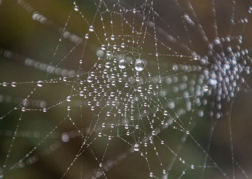 Immagine con gocce, ragnatela, acqua, fili, macro, ragnatele, geometrie, sfocato, rugiada, riflesso