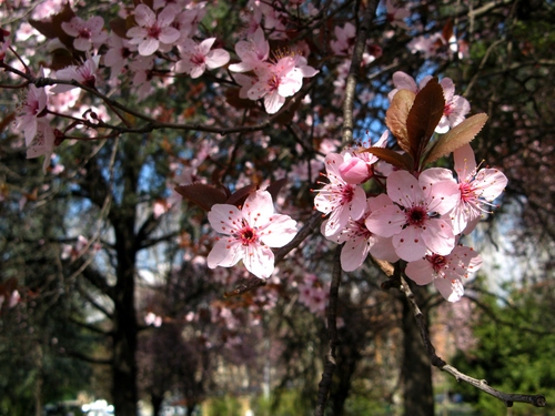 Immagine con fiori, rosa, alberi, rami, petali, pesco, pistilli, foglie