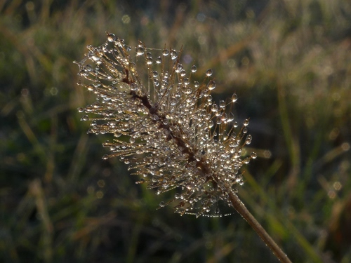Immagine con gocce, acqua, rugiada, pianta, macro, fiore, natura, sfocato, ramo, stelo, riflessi