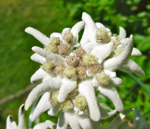 Immagine con stella, bianco, fiore, alpina, verde, petali, bianca, alpi
